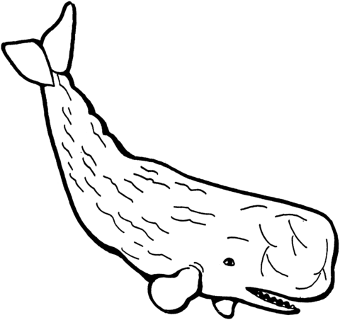 Sperm Whale Coloring Page